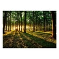 thumbnail image 2 of Tiptophomedecor Peel and Stick Forest Wallpaper Wall Mural - Mystical Morning - Removable Wall Decals, 2 of 3