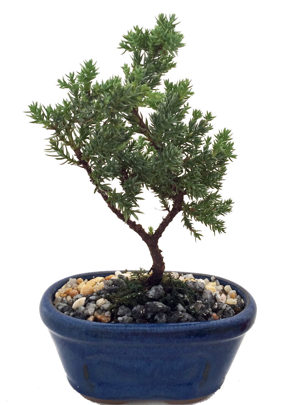  Miniature  Japanese Juniper Bonsai  Tree Ceramic Bonsai  