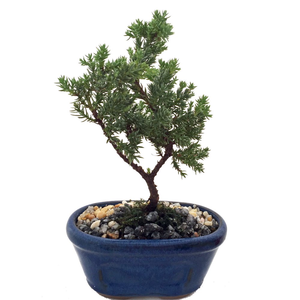 Miniature Japanese Juniper Bonsai Tree Ceramic Bonsai Pot Walmart