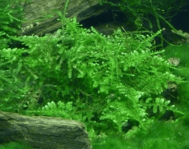 Christmas Moss Live Aquarium Plant – Freshwater Aquatic Moss for Fish Tank, Aquascaping & Planted Tanks, Easy Care Live Plant