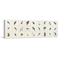 thumbnail image 1 of ARTCANVAS Macaw Parakeet Parrot Cockatoo Collage Panoramic Canvas Art Print by Edward Lear - Size: 60" x 20" (1.50" Deep), 1 of 9