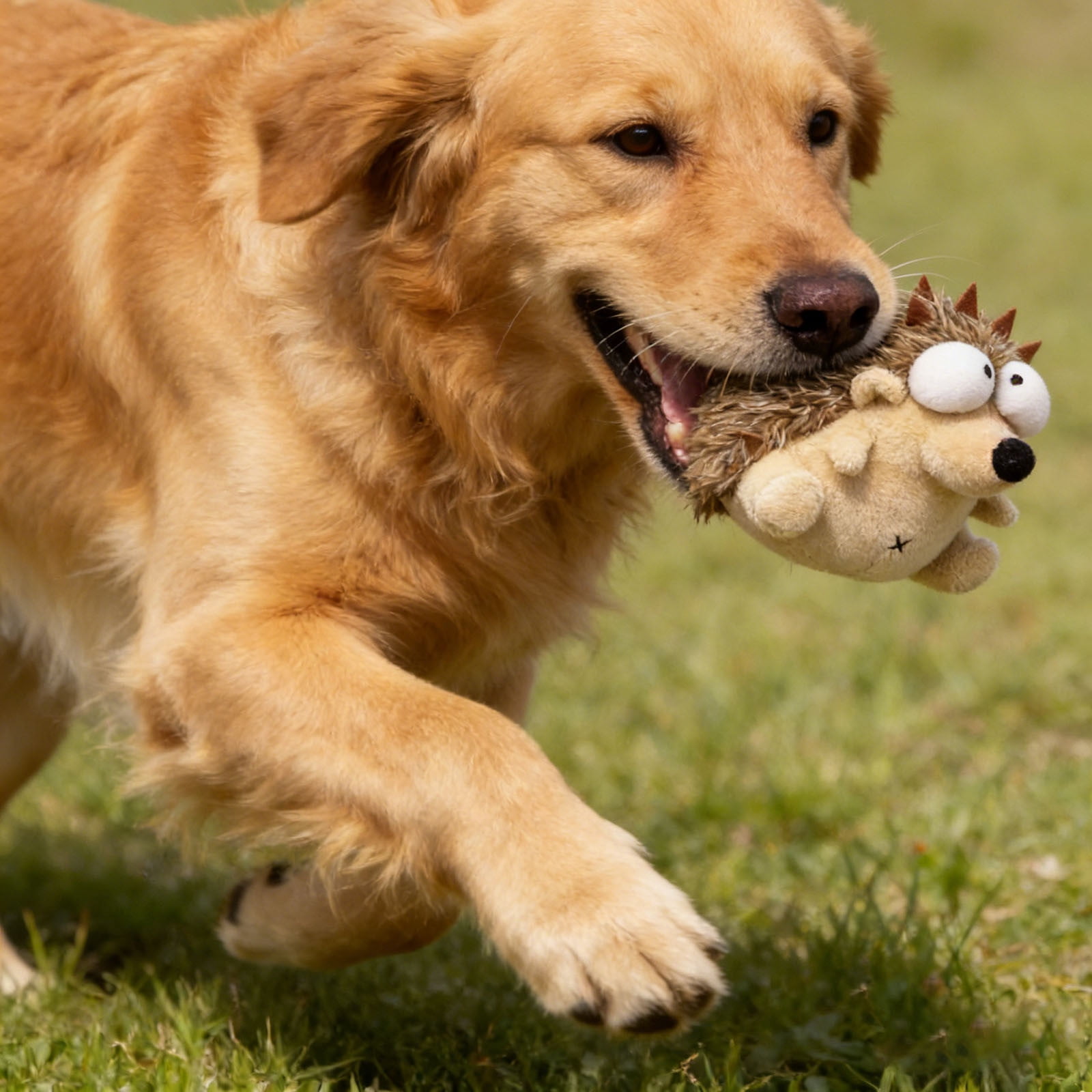 Pet Supplies Vibrating Noisy Toy for Indoor and Outdoor Featuring Sound Design and TP R chew-friendly Shape