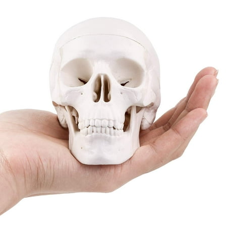 

LYOU Miniature Human Skull Model Small Size Human Medical Anatomical Adult Head Bone for Education