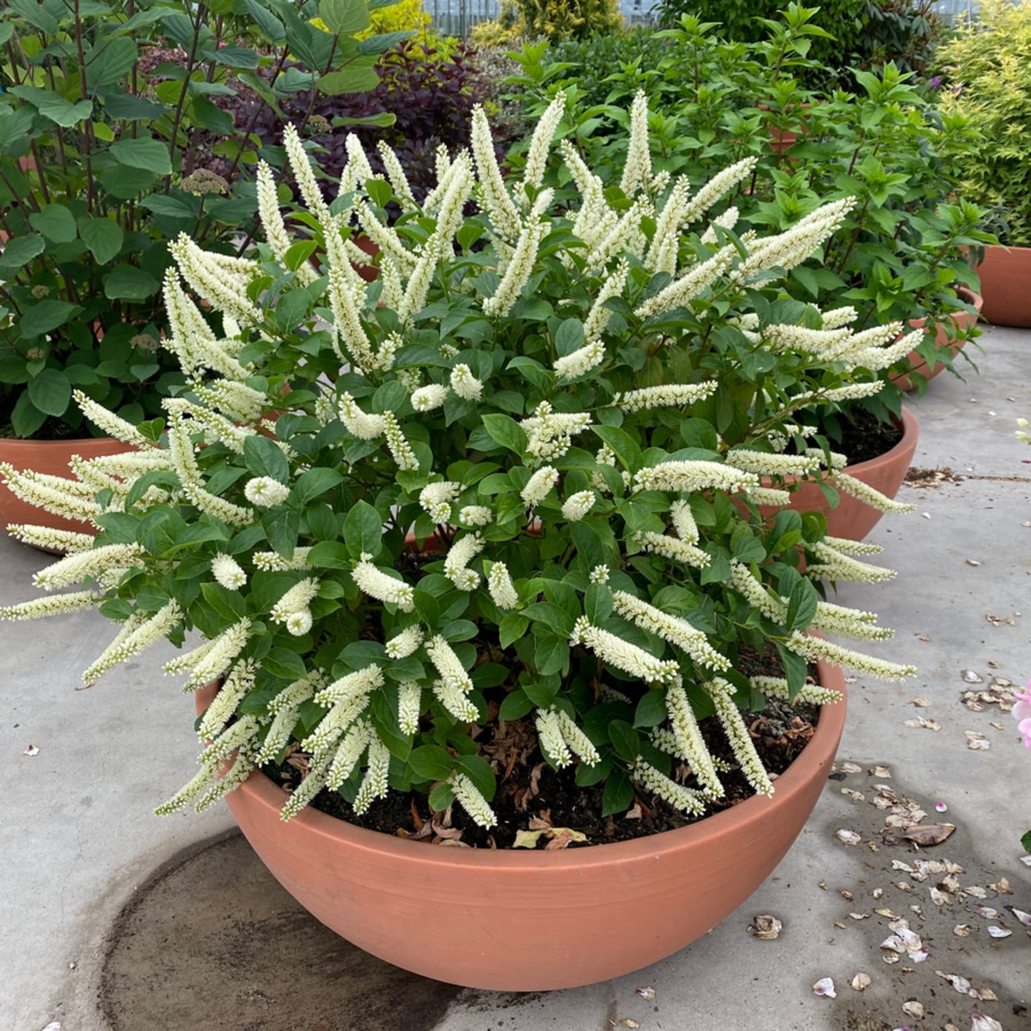 Proven Winners ColorChoice 5" White Fizzy Mizzy Sweetspire Live Plant in 4.5" Pot (4 Count)