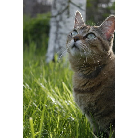 LAMINATED POSTER Pussy Animal Look Garden Nature Poster Print 24 x