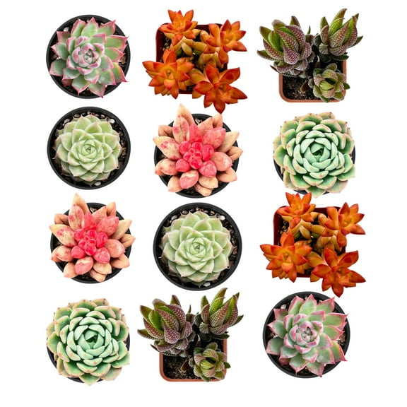 Live Succulent Plants Pack 2" Grow in Pot 12pcs, Partial Sunlight, Easy to Care