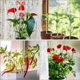 thumbnail image 4 of Estacas para Plantas, Palitos para Plantas, 20 Piezas de Estacas Acrílicas Transparentes de Soporte para Plantas, Estacas de Tallo Único de Jardín de 16 Pulgadas para Interiores, 4 of 5