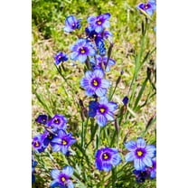 Seedville 200 Blue Eyed Grass Plant Seeds, 1" Blue Flowers Hardy Zones 5-9