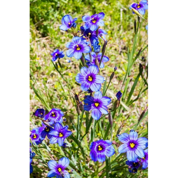 Seedville 200 Blue Eyed Grass Plant Seeds, 1" Blue Flowers Hardy Zones 5-9