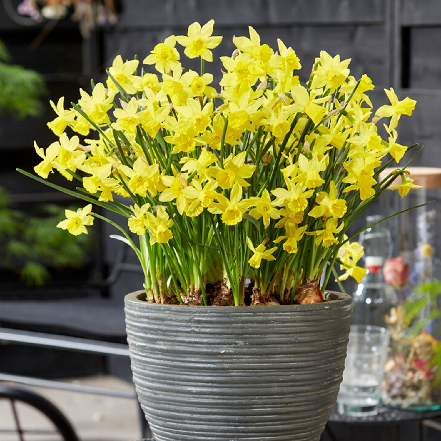 Garden State Bulb Narcissus Jonquil Yellow Sailboat Daffodil Flower Bulbs, 14/16cm (Bag of 25)