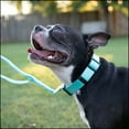 thumbnail image 2 of Country Brook Petz® Everyday Light Cyan Nylon Dog Collar, Medium, 2 of 5