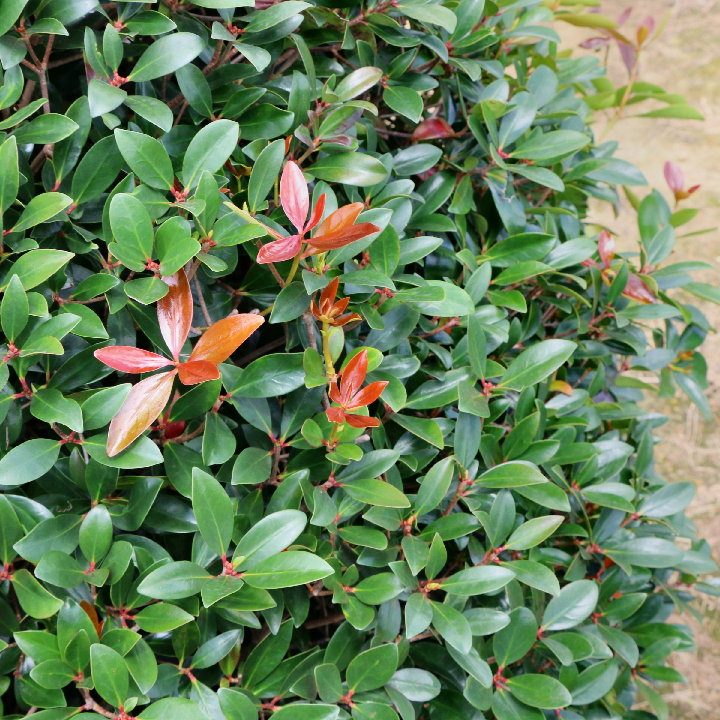 Live Shrub 1 gal Cleyera Japonica with Partial Sunlight