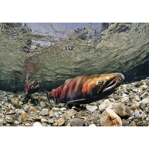Coho Mature Apparié pour Frayer dans le Ruisseau de Puissance, Delta du Fleuve de Cuivre, Son de Prince William, Affiche d'Alaska du Centre-Sud (18 x 12)