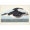 thumbnail image 3 of Audubon, John James 24x17 Black Modern Framed Museum Art Print Titled - Pl 245 Uria Brunnichi, 3 of 5