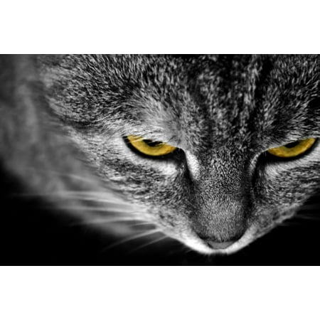 - LAMINATED POSTER Cat Yellow Detail Eyes Animals Macro Eye Poster Print 24 x 36