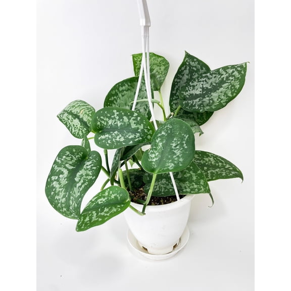 Bumble Plants Scindapsus Pictus "Silver Splash" - Full Live Colorful Houseplant in Nursery Pot, Easy Care, Indoor Plant for Beginners