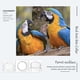 thumbnail image 2 of Collar anti-mordida para pájaros para el desplume de plumas de loro severo Banda para el cuello que restringe el movimiento del cuello para cacatúa guacamayo, 2 of 6