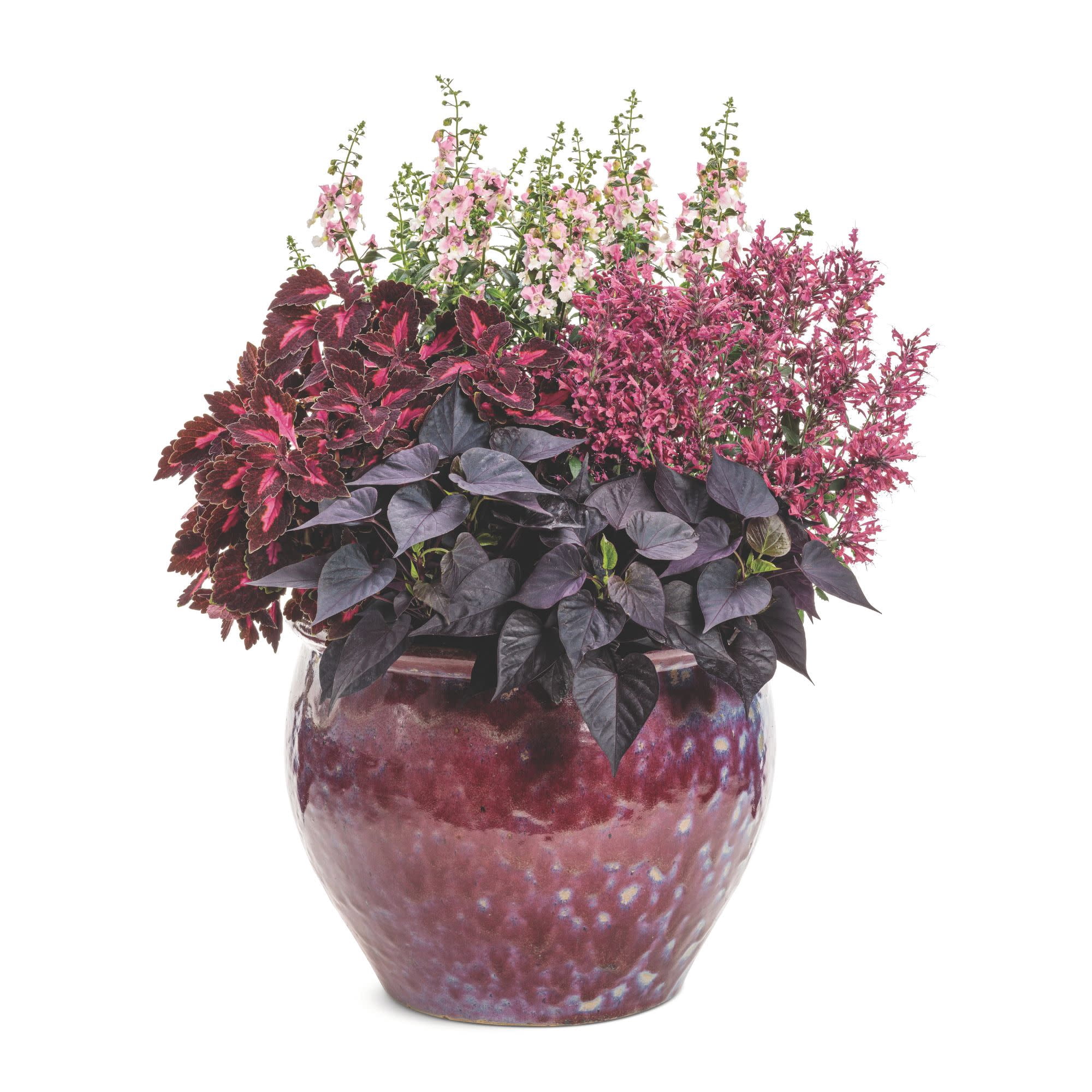 Proven Winners 4" Angelface Wedgewood Pink Summer Snapdragon Live Plant in 4.25" Pot (4 Count)