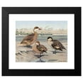 thumbnail image 2 of Louis Agassiz Fuertes 18x15 Black Modern Framed Museum Art Print Titled - Bahama Duck, Galapagos Island Duck, African Red-Billed Duck (1922-1926), 2 of 5