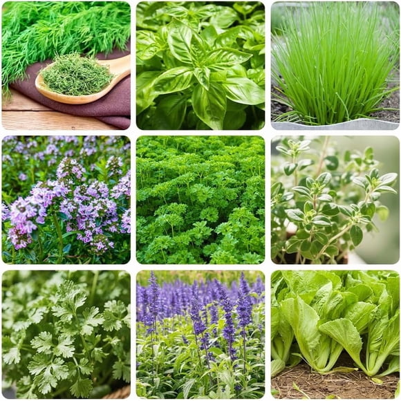 HIGHGW Organic Herb Seeds Variety Pack 10 Individual Packs Non-GMO, Heirloom Seeds Planting Outdoor Indoor Hydroponic Herbs Garden Dill Basil Chives Thyme Parsley Oregano Cilantro Sage Mustard