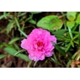 thumbnail image 5 of Seedville 100 Moss Rose 'Portulaca Grandiflora' Plant Seeds, 5 of 8