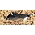 thumbnail image 2 of Dakota Decoy X-Treme Sleeper Shell Canada Goose Decoy 12PK, 2 of 2