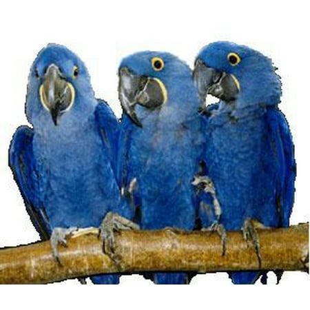 Polly's Pet Products 50800 Natural Hardwood Full Length Perch, 24 Inch Length