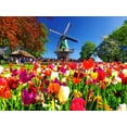 thumbnail image 2 of Colorluxe 500 Piece Puzzle - Windmill Garden Holland Netherlands, 2 of 2