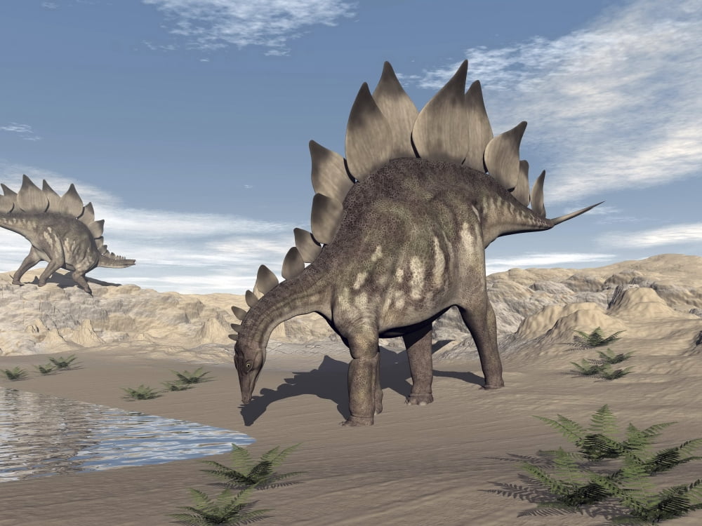 Stegosaurus dinosaur drinking water in the desert Canvas Art - Elena DuvernayStocktrek Images (33 x 25)