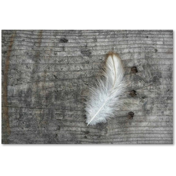 Trademark Fine Art 'Feather on Rough Wood' Canvas Art by Cora Niele