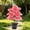 Pink-3A, variant on MMJ Artificial Plants Potted Pink Leaf Tropical Faux with Pot Home Office Desk Decor 22.44in