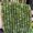 Green, variant on Green 5 x 8 mm Natural Stone Rondelle Beads, 1 Strand, Approx. 70 Pieces