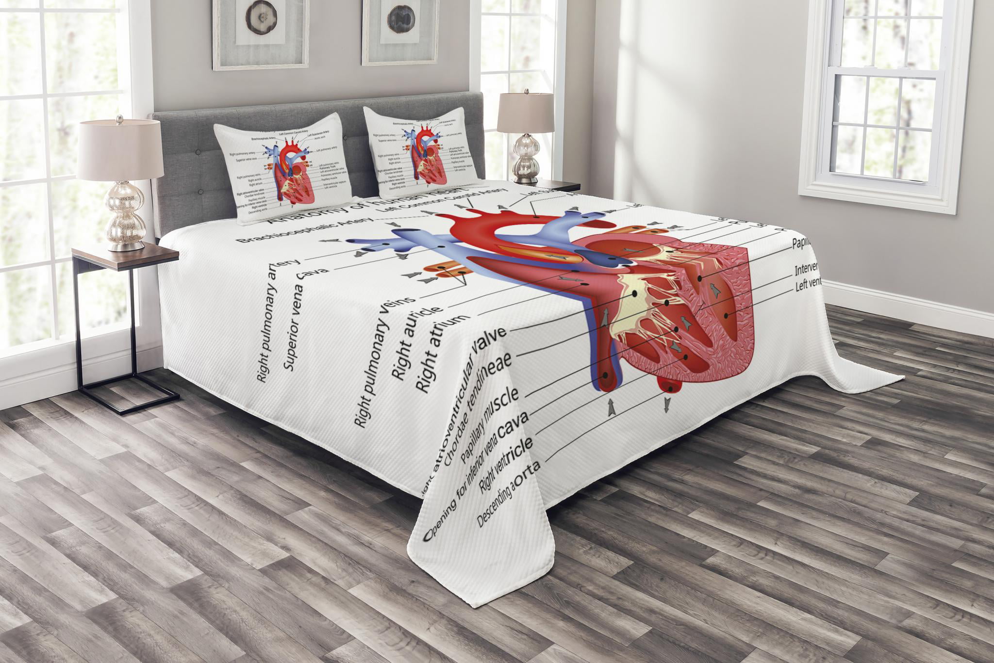 Cardiology Deluxe Set • Heart Model • Detachable Structure 