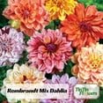 thumbnail image 6 of 40 Seeds Dahlia Mixture - Perennial, Pollinator Friendly, Heirloom,, Colorful Blooms for Garden, 6 of 6