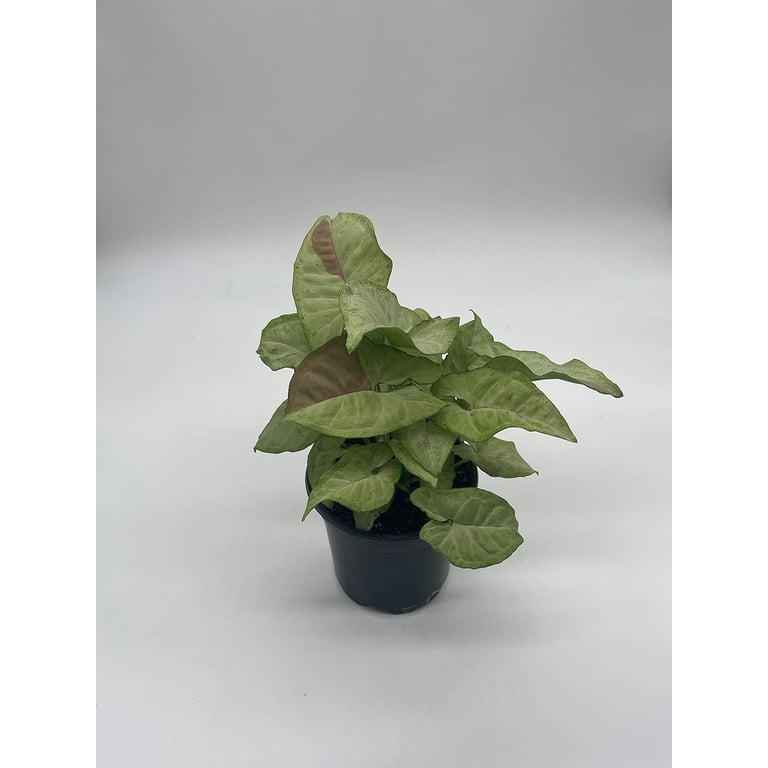ceropegia woodii variegata kaufen Ceropegia woodii variegata