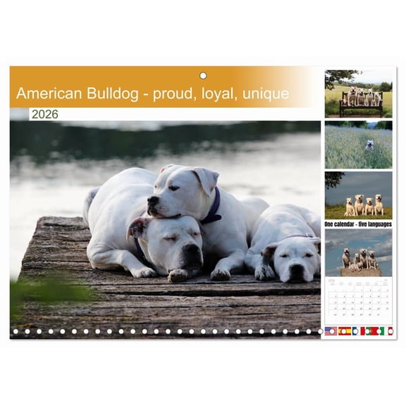 American Bulldog - proud, loyal, unique (Monthly Wall Calendar 2026 16.5 x 23.4 (open)), CALVENDO 14 Month Calendar