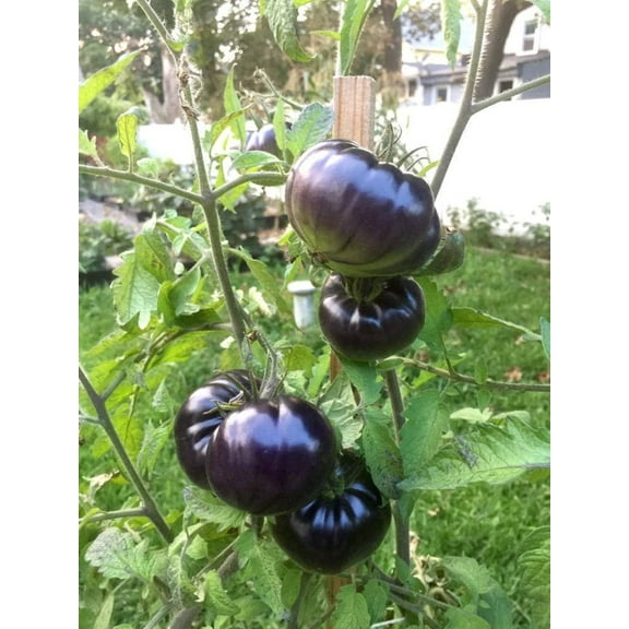 Black Beauty Beefsteak Heirloom Tomato Premium Seeds Packet