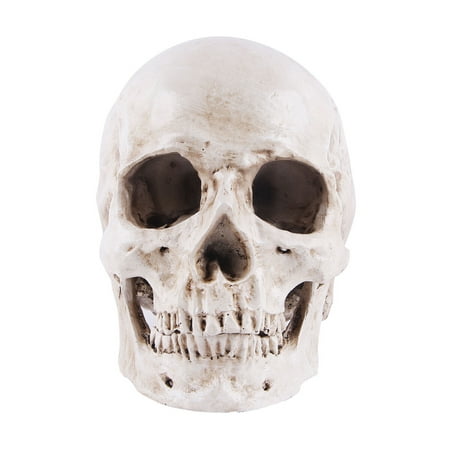 

BESTONZON Simulation Resin Lifesize 1:1 Human Skull Model Medical Anatomical Tracing Teaching Skeleton Halloween Decoration Statue