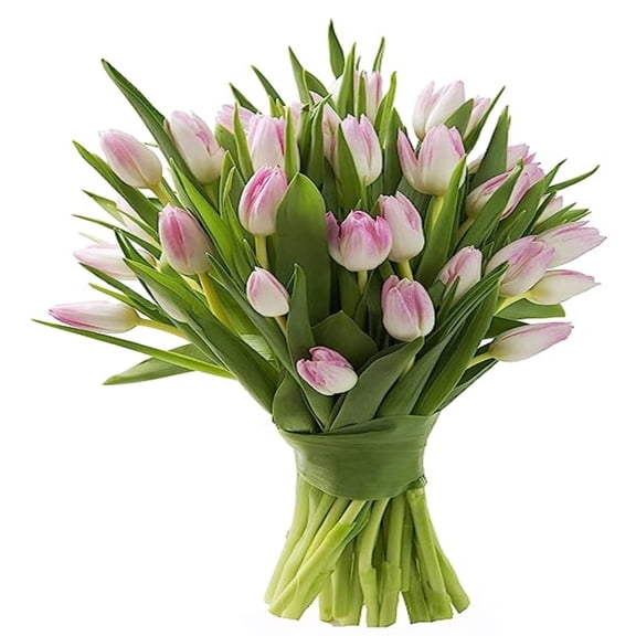 KaBloom : 20 Pink Tulips, Next-Day Delivery, Gift for Every Occasion