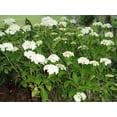 thumbnail image 4 of Seedville 50 Native Hydrangea Flower Seed, Attracts Bees, Butterflies, 4 of 5