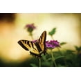 thumbnail image 2 of Philip Clayton-Thompson 40x28 Gallery Wrapped Canvas Wall Art Titled - Garden Butterfly IV, 2 of 4