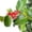 Red, variant on Plant Bender Clip, Adjustable Angle Gardening Elbow Pipe Clamp, Green Plant Shaping Tool for Vegetable Flower and Garden Plant Care, Reusable(Red)