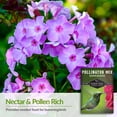 5 Packs Pollinator Mix - Seeds for Hummingbird - Non-GMO Heirloom ...