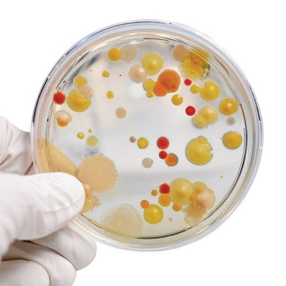 Steve Spangler Science Growing Bacteria Kit