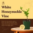 thumbnail image 5 of My Shelfie - White Fragrant Japanese Honeysuckle Vine, Starter Plant, Climbing Landscape Outdoor Garden Plant 2-Inch Pot, 1-Pack, 5 of 9