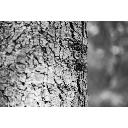 Wood Dead Eye - Canvas Print Memory Dead Wood Era Tree Wood Memories in My Eyes Stretched Canvas 10 x 14
