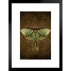 Steampunk Luna Moth by Brigid Ashwood Butterfly Wall Decor Insect Wall Art of Moths and Butterflies Illustrations Black Wood Framed Art Poster 14x20