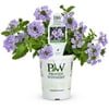 Proven Winners 8" Purple and Green Verbena Live Plant Hanging Basket