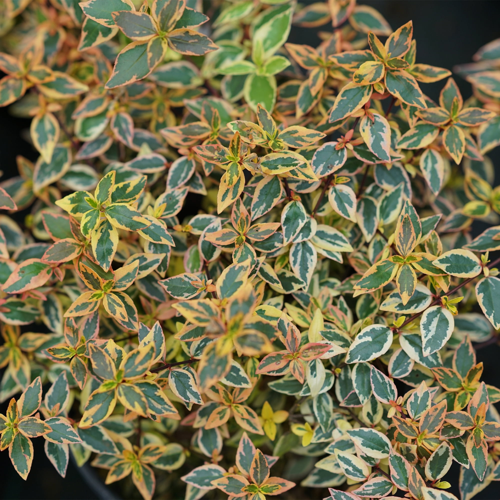 Proven Winners ColorChoice Tres Amigos Abelia Live Shrub (2 Gallon)