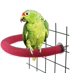 thumbnail image 1 of Loro Madera cruda Tenedor Soporte Bastidor Juguete Hámster Mascota Aves Ramas de Madera de Superficie Rugosa para jaulas de Animales pequeños (Rojo) Zefei Wu 9024735047810, 1 of 4